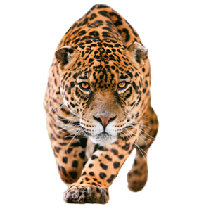 Leopard PNG-14815